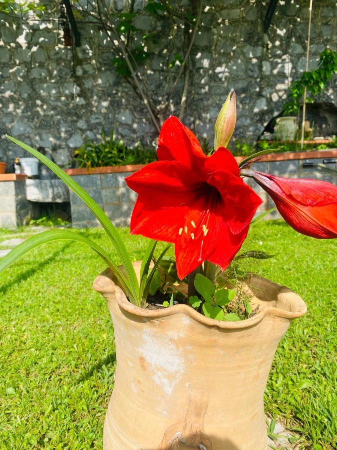 B&B Girasole Torraca Exterior foto